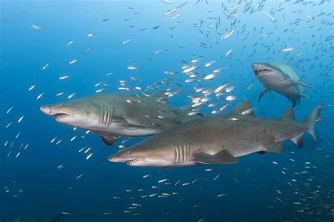 Sand Tiger Sharks, Wreck of the Caribsea, North Carolina | Scuba Diver Mag