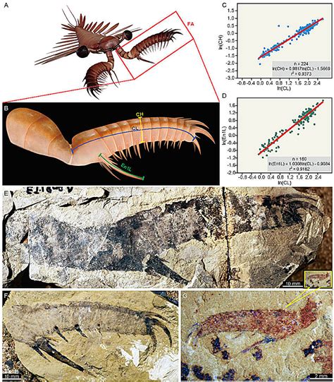 The ocean's first large swimming apex predators had exceptionally rapid ...