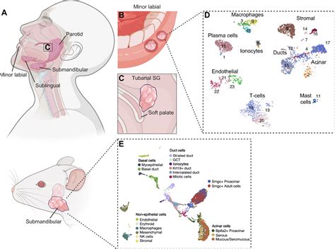 Salivary gland function, development, and regeneration | Physiological Reviews