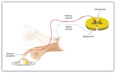 3.4 Putting It All Together: The Nervous System and the Endocrine System – Introduction to ...