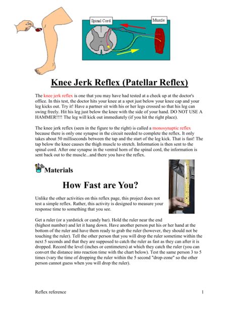 Knee Jerk Reflex (Patellar Reflex)