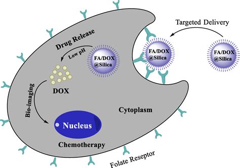 Doxorubicin Mechanism Of Action