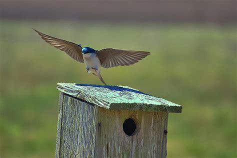 Tree Swallow Nesting Box Photograph by Steven Sutter