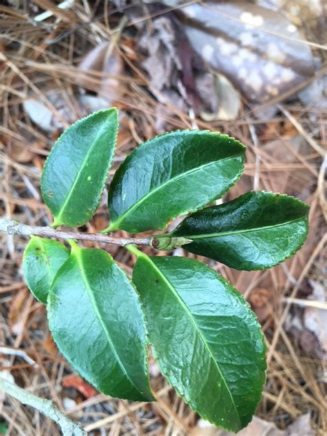 camellia leaf arrangement | Gardening in the Panhandle