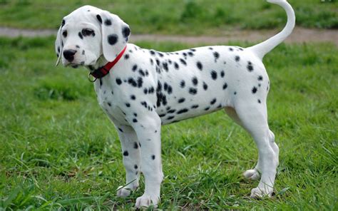 65+ Cost Of Dalmatian Puppy Pic - Bleumoonproductions