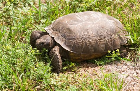 Wild Florida Gopher Tortoise by BillH-Photo on DeviantArt