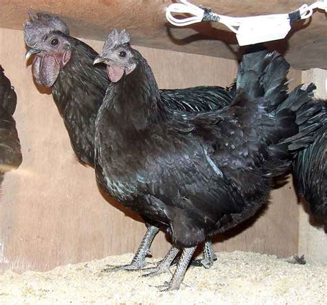 Kadaknath-Chicken – epashupalan