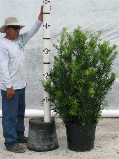 Podocarpus Gracilior For Sale in 1, 3, 10, 25, 45 and 100 Gallon