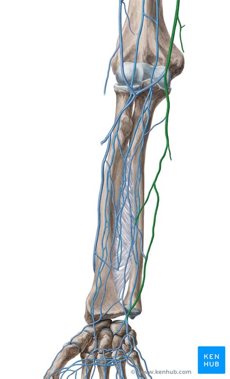 Basilic Vein - Anatomy and Tributaries | Kenhub