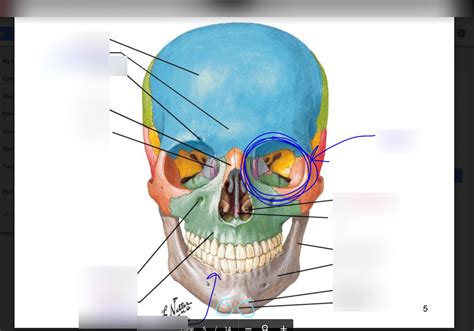 Bones of the head Diagram | Quizlet