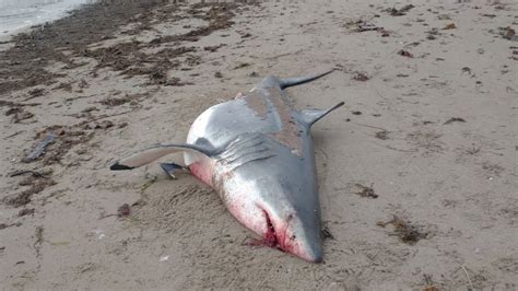 Why did a great white shark wash up on a New Brunswick beach? | CBC News