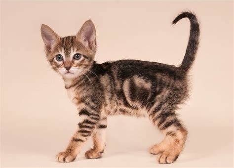 Sokoke Cat Breed History, Lifespan, Activity, Care