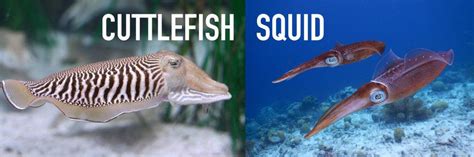 Cuttlefish VS Squid: What's The Difference? | Facts.net