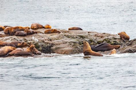 Steller Sea Lions from Gulf of Alaska Whittier Cruise Stock Photo - Image of otariidae, outdoor ...