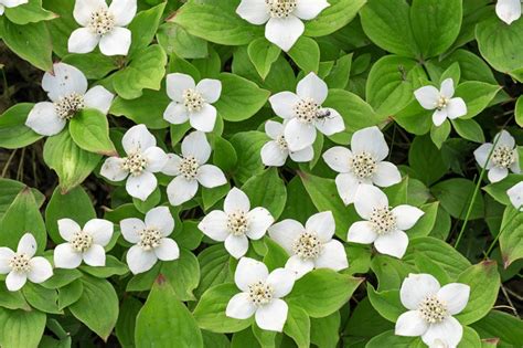 Cornus canadensis (Bunchberry)