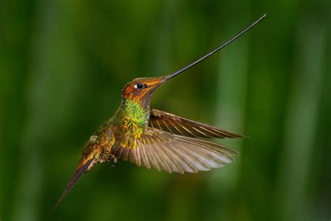 Ciri Ciri Burung Kolibri, Sang Pemakan Madu - Jenis.net