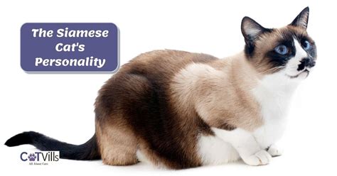 The Siamese Cat Personality (Amazing Facts You Need to Know)