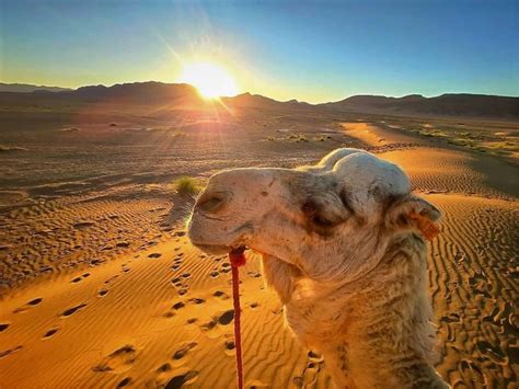 How To Ride A Camel in Sahara Desert