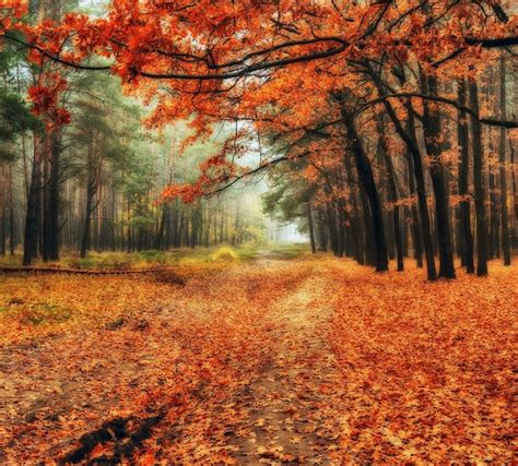 Premium Photo | Autumn forest in fog