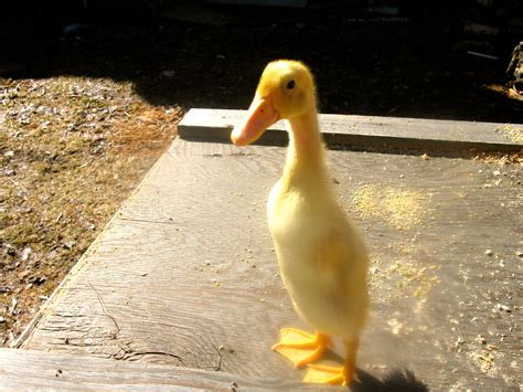 Runner Duckling - Upright Stance Typical of Indian Runners