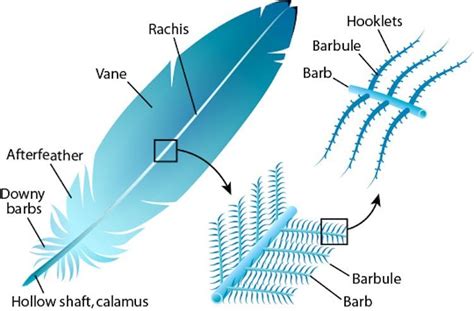 Learn How to Draw Feathers with This Step-By-Step Guide | Feather drawing, Feather anatomy, Biology