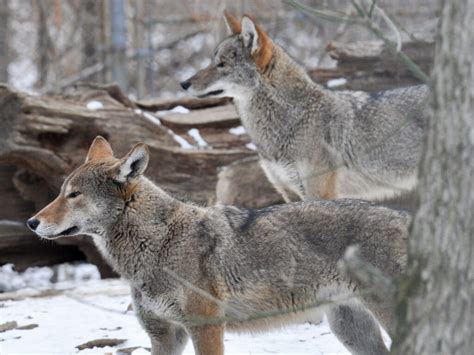 St. Louis Zoo developing 20 acre conservation habitat for endangered ...