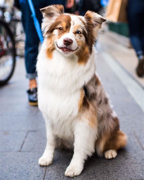 The Australian Shepherd Dog: Intelligent Beautiful Sheep Dogs | The Pets Dialogue