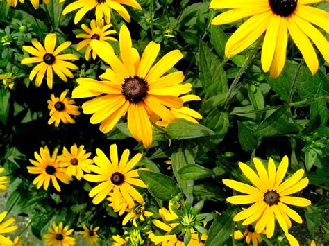 Free picture: yellow flowers, garden, details