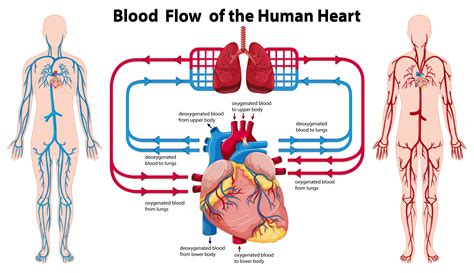 Diagram showing blood flow of the human heart - Download ...