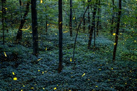 Conoce el idílico bosque de las luciérnagas en Tlaxcala