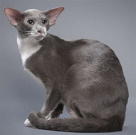 Are Oriental Shorthair Cats Friendly - Cats - Catman