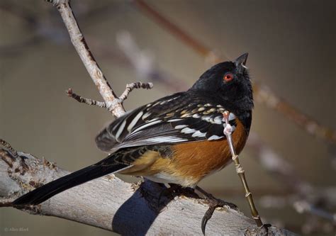 Feather Tailed Stories: Spotted Towhee