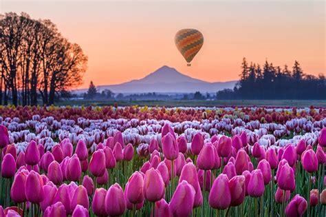 Wooden Shoe Tulip Festival | Oregon's Mt. Hood Territory