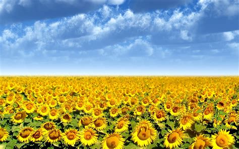 Anime Sunflower Field Background | Wallpaper Anime