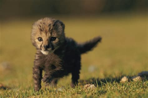 Cheetah Cubs Running