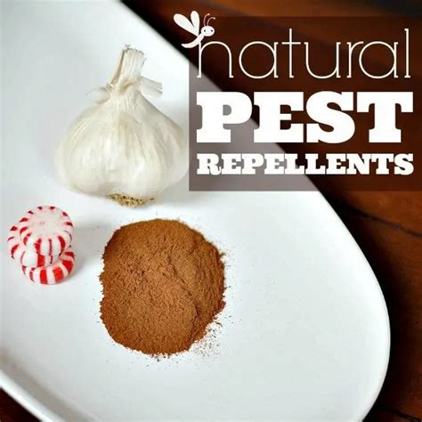 Natural Pest Repellents » Read Now!