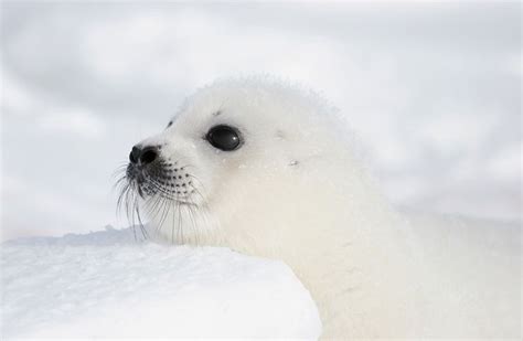 Baby Harp Seal - by: Mary VerHelst | Aquatic and Marine Mammals: Non ...