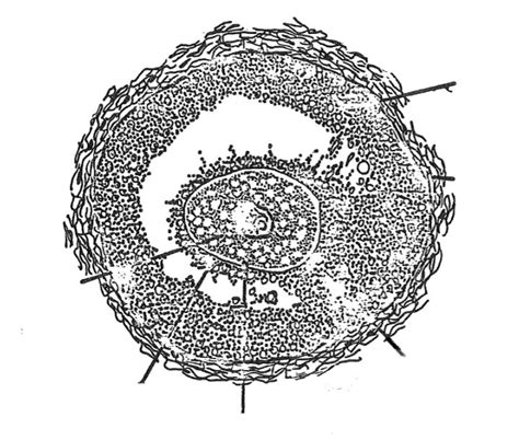 ovarian follicle Diagram | Quizlet