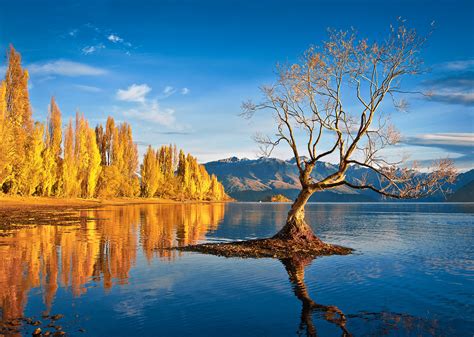 That Wanaka Tree, Otago, New Zealand