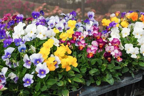 Violet (Viola) Flowers: Types, How to Grow and Care | Florgeous