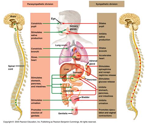 Activation of the Parasympathetic Nervous System Quizlet