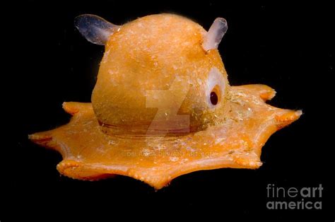 Dumbo octopus by Deliua64 on DeviantArt