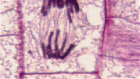 5 Stages of Mitosis | Sciencing