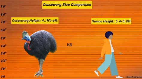 Cassowary Size Explained & Compared Ostrich, Emu, Human