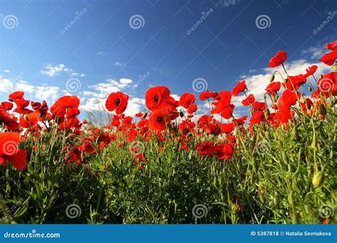 Beautiful Poppy Field Royalty Free Stock Photos - Image: 5387818