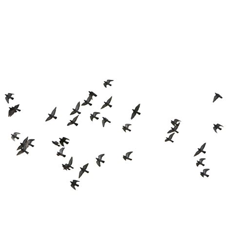 Flying Birds Vector Png