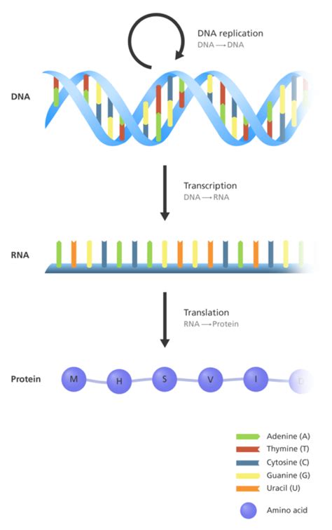 How is DNA turned into protein? The Central Dogma of Molecular Biology