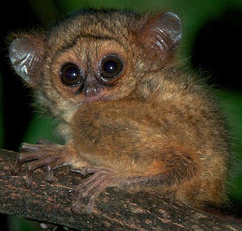 Tarsiers - The Big-Eyed, Ancient, Nocturnal Mammal | Animal Pictures and Facts | FactZoo.com