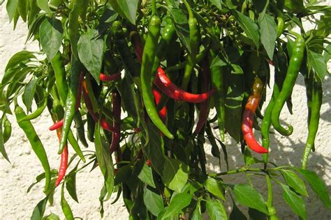 Keep Your Herb Garden Hot by Growing Cayenne Pepper - Properly Rooted