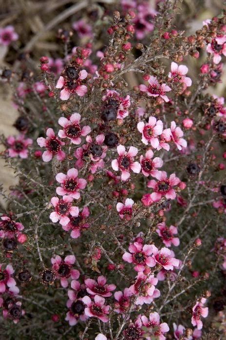 Dwarf New Zealand Tea Tree